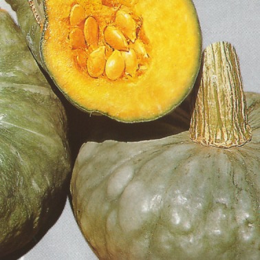 Pumpkin Berrettina Piacentina - edible